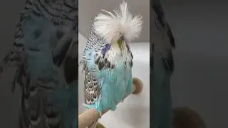 Daniel L&uuml;tolf budgie dump #budgies #showbudgies #periquitos