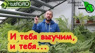 НАУЧНАЯ ПЯТНИЦА. Ликвидация безграмотности. Сорт, столбур и можно ли заразиться вирусом мозаики?