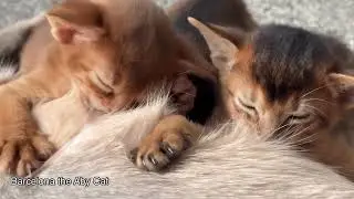 Tiny kittens eating SOUNDS ❤️ Mom cat nursing
