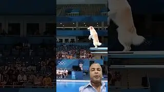 जानवरों का Olympic: Dog ने मारा Perfect पानी Jump! 🐶💦 | आप कितने Number दोगे? #shorts