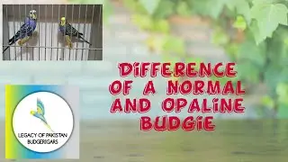 Difference of Opaline & Non-Opaline Budgie