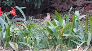 Teetar or Partridge family with new born chicks gambol in spring-time Amaryllis Lily flowering patch