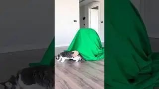 Smart Cat Ate Food 😂