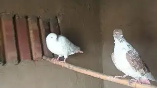 Aj 2 kabooter oda ta🕊🕊🕊🕊🕊#trending #kabootar #video