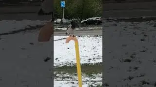 На палочке #вороны / On the stick #crow
