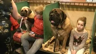 English Mastiff in Crufts 2017