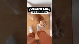 Top 10 FUNNIEST Cat Noises Ever 😂🐱