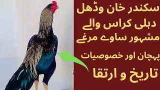 سکندر خان ڈہلی کراس والے کے نایاب ساوے مرغوں کی مکمل تفصیل