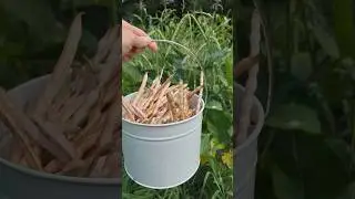 How to harvest cowpeas! 🫘         #gardening #growyourownfood #homestead #tipsandtricks #beans