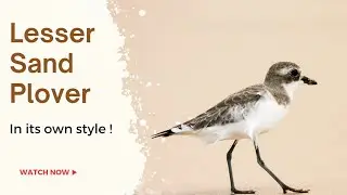 Lesser Sand Plover In its own Style !