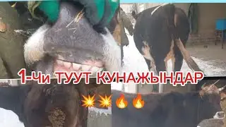 БИРИНЧИ ТУУТТАР САТЫЛАТ ЖАКЫН БООЗ ЧҮЙ ОБЛУСУ СОКУЛУК РАЙОНУНДА ДОСТАВКА БАР ✅ ЧАЛЫҢЫЗ ☎️