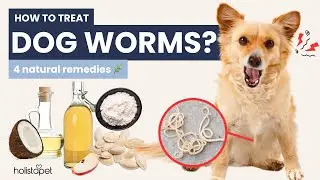 How to Kill Dog Worms Instantly: Natural Remedies That Work Fast