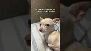 What is this 🤨 #trashygas #gio #chihuahua #emmy #lol #dog #dogs #pet #pets #dogshorts #animals
