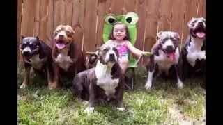 pit bulls are sweet