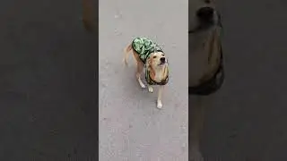 Street funny dog #dog #funny #doggielife #pets