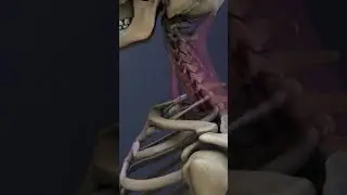 Anatomy of the C7-T1 Spinal Motion Segment