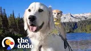 Service Dog Wasn't Playful &mdash; Until He Met His Kitten Sister | The Dodo