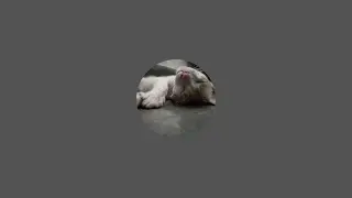 Cute pet world Vishnu  is live