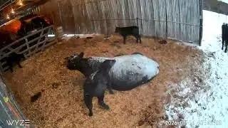 4th and last calf of the season born last week.  This week they get to play in thier first snow.