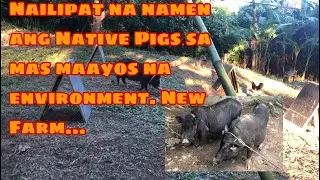 Naipilipat na namen ang Native Pigs sa mas maayos na Environment. New Farm.