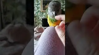 💞🐦A better life with birds 💞🐦... pros and cons of owning a Senegal parrot