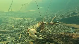 What Lies Beneath - Freshwater Diving