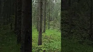 Питкяранта. Железный рудник Герберц. Pitkyaranta. Herberts iron mine