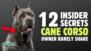 12 Insider Secrets Cane Corso Owners Rarely Share