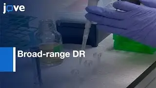 Gene Expression Levels Quantification During Broad-range DR | Protocol Preview