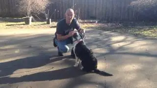 Dorie | Redeeming Dogs | Dallas/Fort Worth Dog Training | Tod McVicker Dog Trainer
