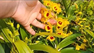 SIÊU VÍP T 25/12.KIỀU,TRÚC PB,HỒ ĐIỆP,TRẦM,TRÚC LAN,GH PHÁP, HẠC VỸ,CHỚPMỸ(0849490188/0396164604