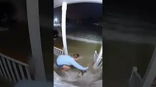 Helpless Puppy Faces Hurricane Alone