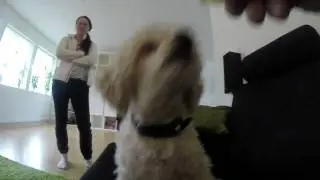 Dog eat candy