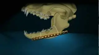 Dog Jaw Surgery Animation
