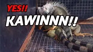 LOCK!! TANDA2 IGUANA SUDAH BERHASIL KAWIN!!