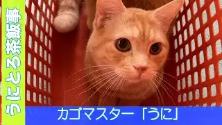 マンチカン　うにとろ茶飯事867　カゴ大好きうに　〜マンチカン「とろ」と「うに」の日常風景〜　#猫動画#マンチカン #猫 ＃おもしろ猫 #猫かわいい　＃チワワ