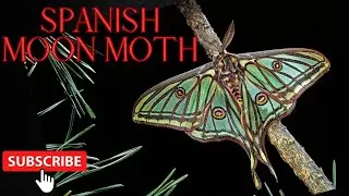 Spanish moon moth, Graellsia isabellae cocoons.