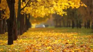fall background video
