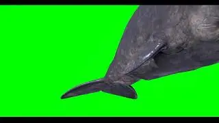 green screen the whale #whale #shorts #greenscreen