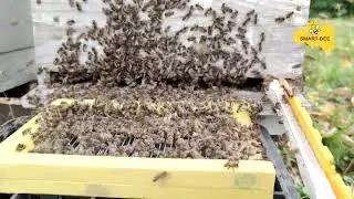 SMART-BEE | BEE VENOM COLLECTOR