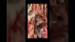 Baby Monkey Swallowed Object 😱#babymonkey #monkey #animals #funnymonkey
