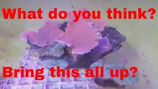 125g reef tank update - 4 13 18