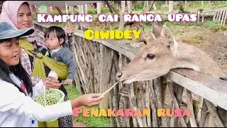 KAMPUNG CAI RANCAUPAS CIWIDEY