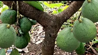 IF YOUR AVOCADO TREE IS NOT BEARING FRUIT OR IS PRODUCING VERY LITTLE, YOU SHOULD DO THIS TO ENCO...