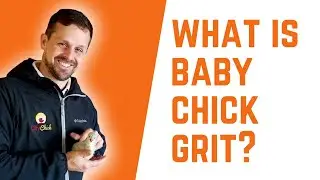 What is baby chick grit? And do my baby chicks need it?