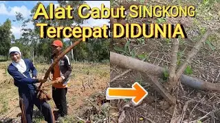Alat Cabut SINGKONG sederhana Tercepat DIDUNIA