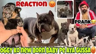 Oggy ko new born baby pe aya gussa😡Sikandar or beast k sth prank kr dea😂