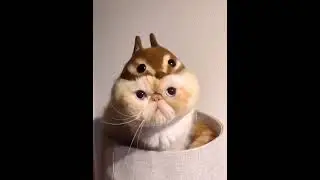 Watch This Talented Cat Dance to the Beat:Dancing Cat Video||The Cutest Dancing Cat You've Ever Seen