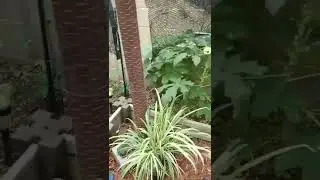 Growing Mushrooms and Peanuts In The Desert