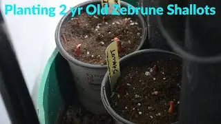 Planting 2 yr Old Zebrune Shallots